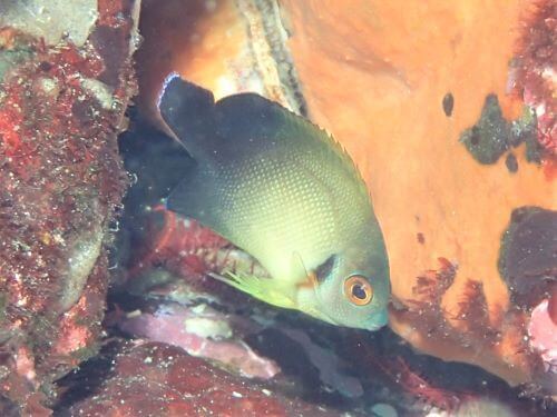 ナメラヤッコの幼魚・東伊豆伊豆海洋公園（IOP)｜ダイビングショップアリエス