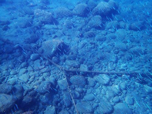 キビナゴ＠井田生物図鑑（西伊豆）｜ダイビングショップアリエス