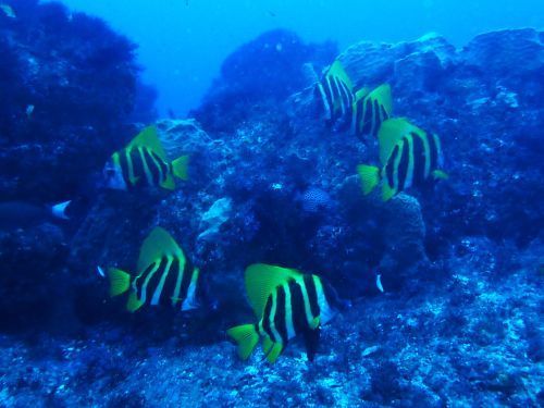 テングダイ＠西川名フォトギャラリー（千葉県）｜ダイビングショップアリエス