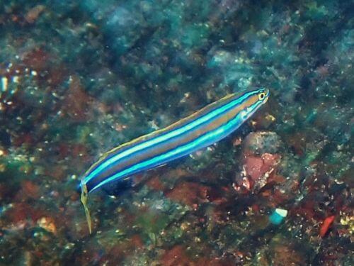 ミナミギンポ＠田子生物図鑑（西伊豆）｜ダイビングショップアリエス