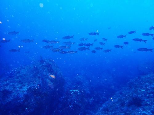 ムツ？＠東伊豆・赤沢｜ダイビングショップアリエス