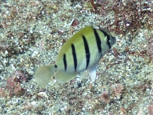 シマハギの幼魚・東伊豆伊豆海洋公園（IOP)｜ダイビングショップアリエス