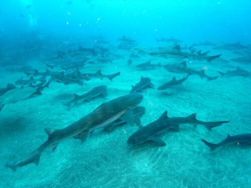 千葉県のダイビングポイント伊戸では300匹のサメが群れる！