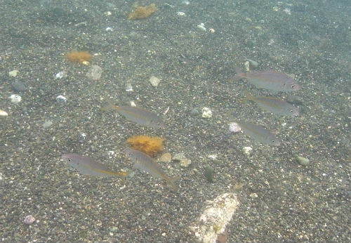 西伊豆のダイビングポイント大瀬崎のシマアジの幼魚