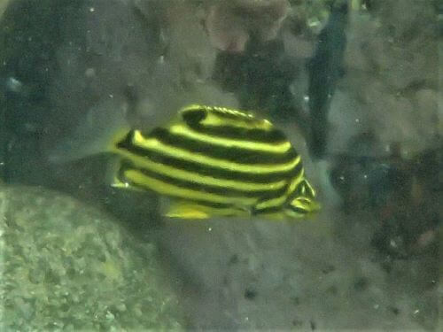 カゴカキダイの幼魚・東伊豆伊豆海洋公園（IOP）｜ダイビングショップアリエス