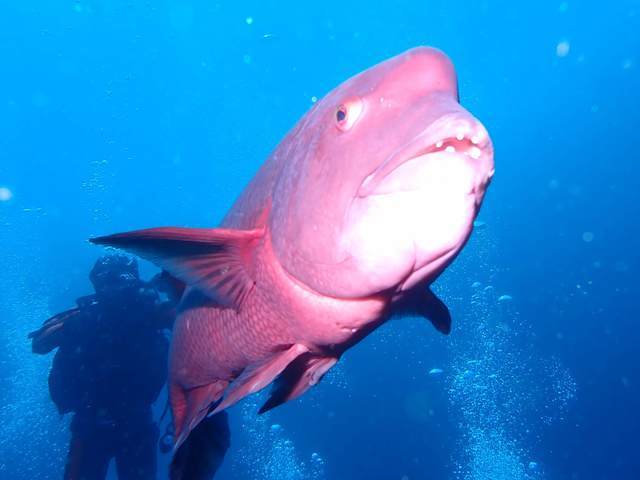 コブダイ＠伊豆海洋公園｜ダイビングショップアリエス