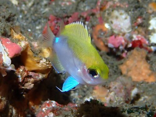 オビトウカイスズメダイの幼魚＠東伊豆・赤沢｜ダイビングショップアリエス
