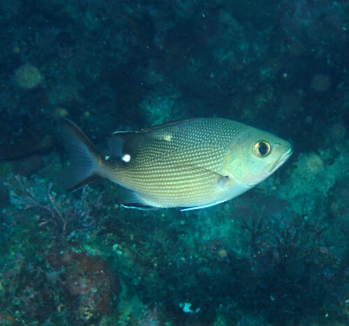 バラフエダイの幼魚・東伊豆伊豆海洋公園｜ダイビングショップアリエス