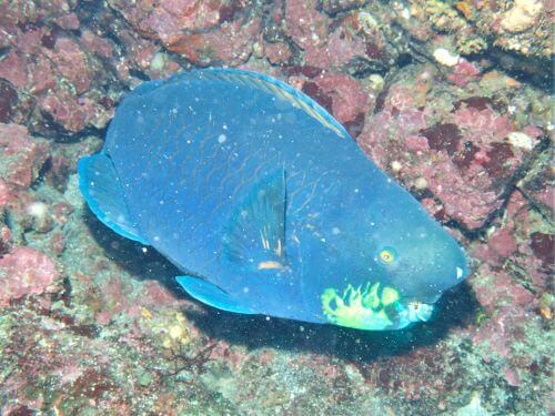 アオブダイのオス・伊豆海洋公園（IOP)生物図鑑｜ダイビングショップアリエス