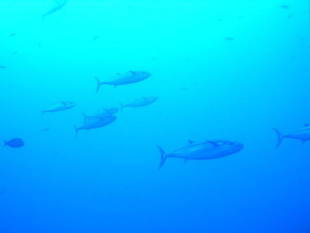 与那国島イソマグロ