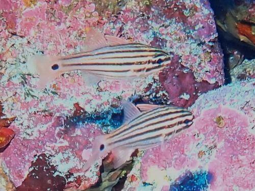 コスジイシモチ＠伊豆海洋公園｜ダイビングショップアリエス