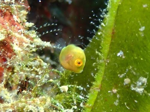 アオサハギの幼魚＠柏島生物図鑑（高知県）｜ダイビングショップアリエス