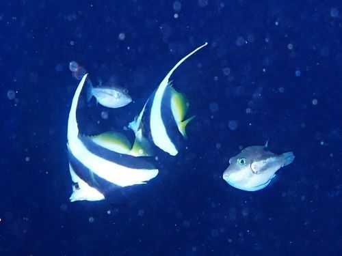 キタマクラと戯れるハタタテダイ＠東伊豆・富戸｜ダイビングショップアリエス