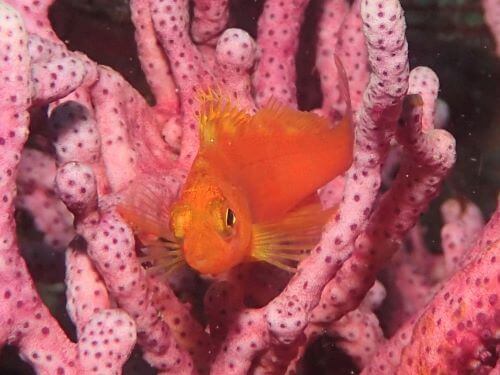 オキゴンベの幼魚・東伊豆富戸｜ダイビングショップアリエス