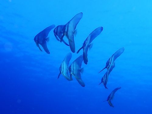 ツバメウオの若魚＠柏島生物図鑑（高知県）｜ダイビングショップアリエス
