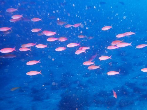 ミナミハナダイの群れ＠西伊豆・大瀬崎｜ダイビングショップアリエス