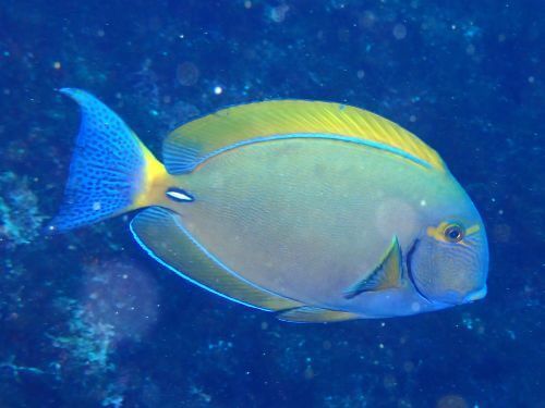 ニセカンランハギ＠赤沢生物図鑑（東伊豆）｜ダイビングショップアリエス