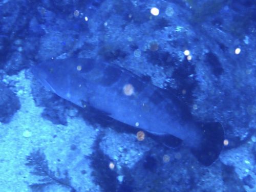 クエ＠東伊豆・富戸｜ダイビングショップアリエス