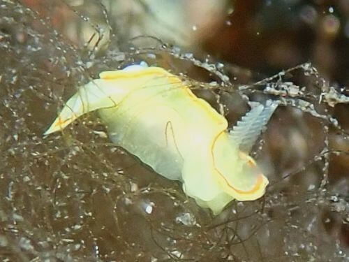 ミツイラメリウミウシ＠西伊豆・大瀬崎｜ダイビングショップアリエス
