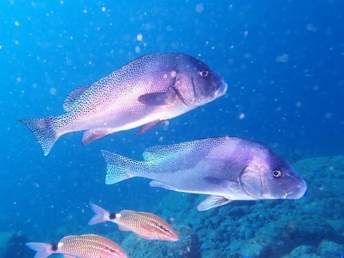 コショウダイ＠井田生物図鑑（西伊豆）｜ダイビングショップリエス