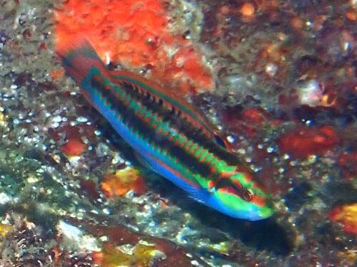 ニシキベラのメス＠赤沢生物図鑑（東伊豆）｜ダイビングショップアリエス