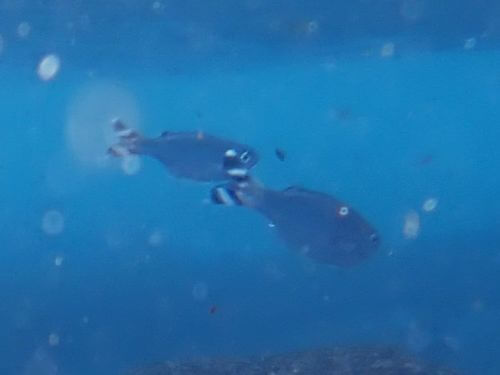 ギンユゴイ＠伊豆海洋公園｜ダイビングショップアリエス