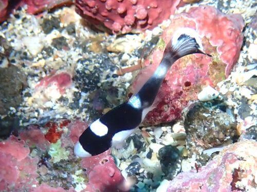 アジアコショウダイの幼魚＠富戸生物図鑑（東伊豆）｜ダイビングショップアリエス