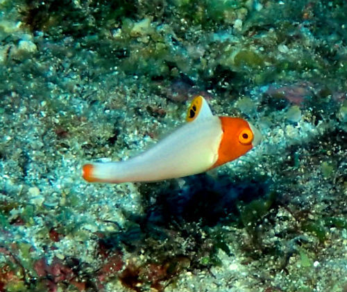 イロブダイの幼魚・鹿児島県トカラ｜ダイビングショップアリエス