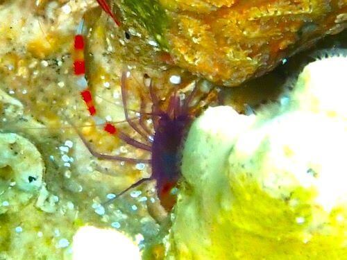 バイオレットボクサーシュリンプ＠柏島生物図鑑（高知県）｜ダイビングショップアリエス