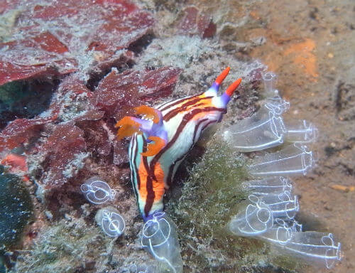 田子のセトリュウグウウミウシ