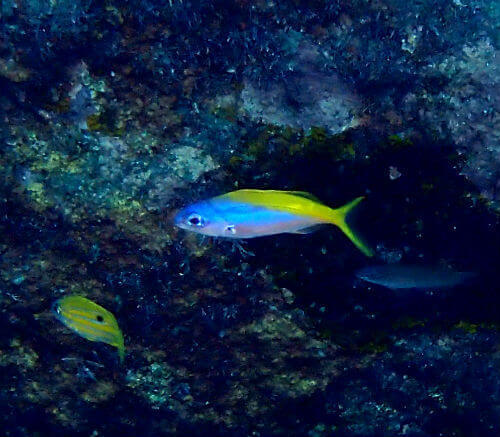 信号機カラーのウメイロモドキの幼魚・西伊豆黄金崎｜ダイビングショップアリエス