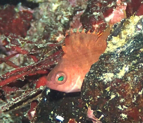 ウイゴンベの幼魚・小田原江之浦｜ダイビングショップアリエス