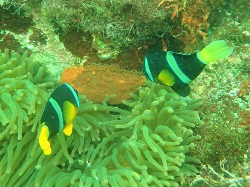 クマノミの抱卵・東伊豆伊豆海洋公園（IOP）｜ダイビングショップアリエス