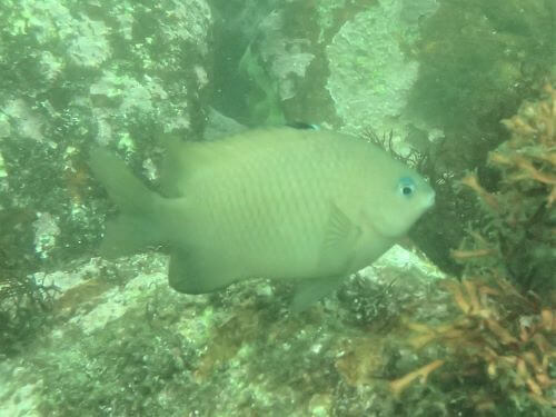 セダカスズメダイ・東伊豆伊豆海洋公園|ダイビングショップアリエス