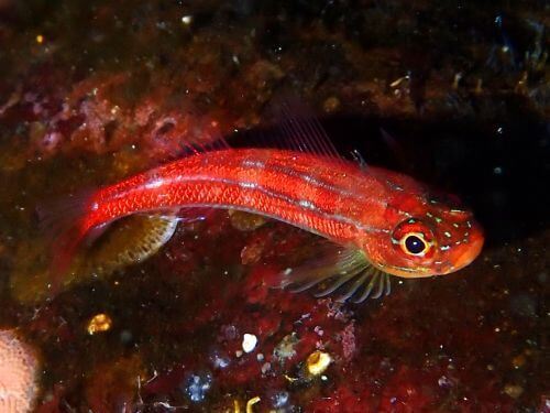 タテジマヘビギンポ＠八幡野生物図鑑（東伊豆）｜ダイビングショップアリエス