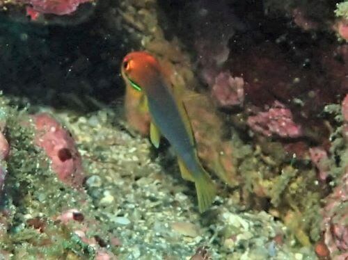 アカハチハゼの幼魚・東伊豆八幡野｜ダイビングショップアリエス