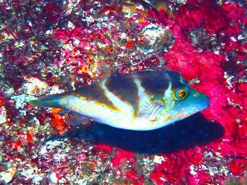 ハナキンチャクフグ＠西伊豆・田子｜ダイビングショップアリエス