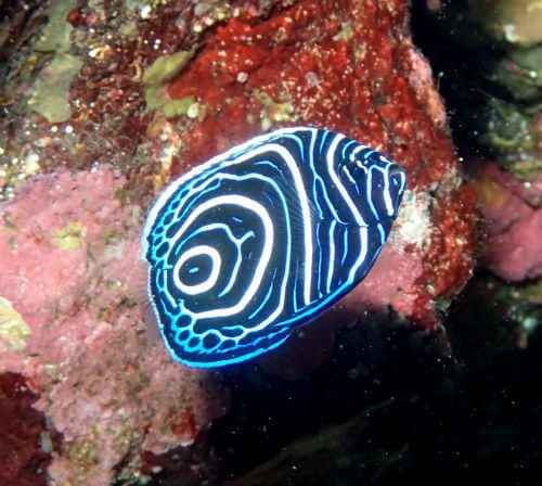 タテジマキンチャクダイの幼魚・東伊豆伊豆海洋公園｜ダイビングショップアリエス