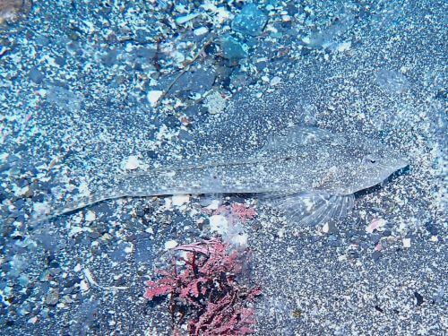 トビヌメリ＠東伊豆・八幡野｜ダイビングショップアリエス