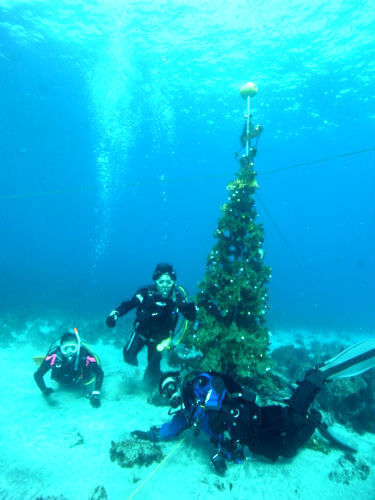 富戸ダイビングツアーの水中クリスマスツリー