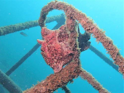 オオモンカエルアンコウ・西伊豆獅子浜｜ダイビングショップアリエス