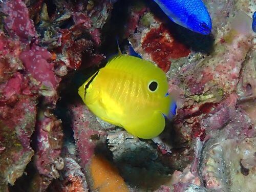 シテンヤッコの幼魚＠柏島生物図鑑（高知県）｜ダイビングショップアリエス