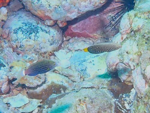 ブチブダイ（左）とホクトベラ（右）＠柏島生物図鑑（高知県）｜ダイビングショップアリエス