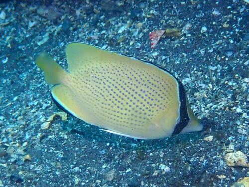 ゴマチョウチョウウオ＠大瀬崎生物図鑑（西伊豆）｜ダイビングショップアリエス