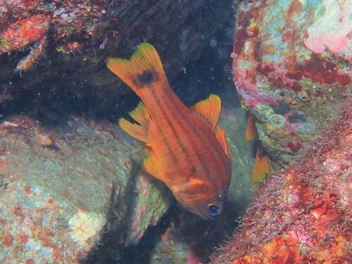 オオスジイシモチ老成魚？＠大瀬崎生物図鑑（西伊豆）｜ダイビングショップアリエス