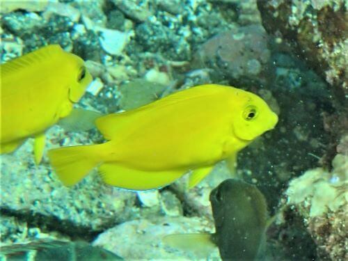 モンツキハギの幼魚・東伊豆伊豆海洋公園（IOP)｜ダイビングショップアリエス