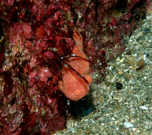 オオモンカエルアンコウの幼魚・西伊豆黄金崎｜ダイビングショップアリエス