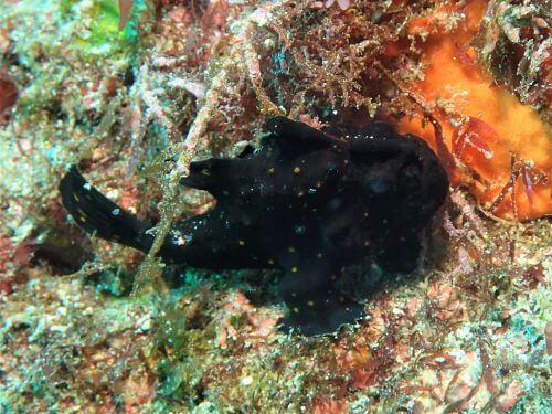 クマドリカエルアンコウ・東伊豆伊豆海洋公園（IOP)｜ダイビングショップアリエス