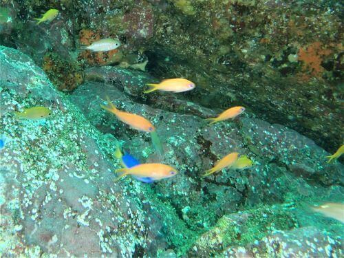 キンギョハナダイ・東伊豆伊豆海洋公園（IOP)｜ダイビングショップアリエス