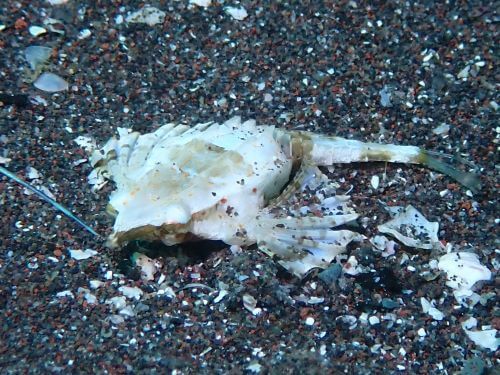 テングノオトシゴ＠西伊豆・大瀬崎｜ダイビングショップアリエス